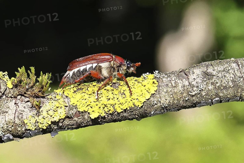 May beetle, wood cockchafer (Melolontha hippocastani), female, on a branch covered with lichen, close-up, Wilnsdorf, North Rhine-Westphalia, Germany