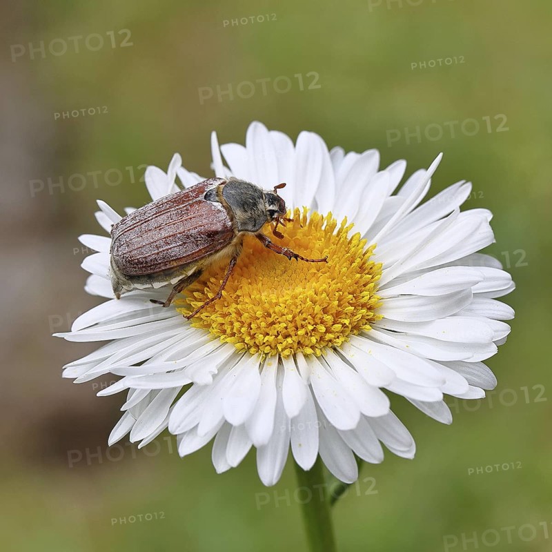 Cockchafer, field cockchafer (Melolontha melolontha), female on a flower of a daisy (Leucanthemum vulgare), Wilnsdorf, North Rhine-Westphalia, Germany