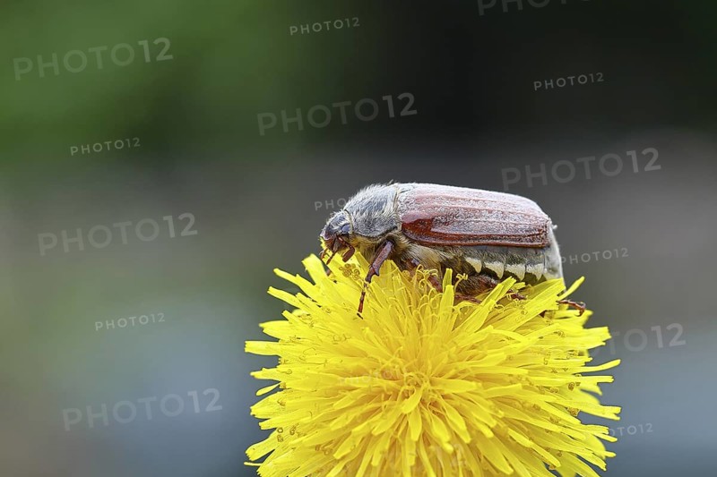 Cockchafer, field cockchafer (Melolontha melolontha), female on a dandelion (Taraxacum) flower, Wilnsdorf, North Rhine-Westphalia, Germany