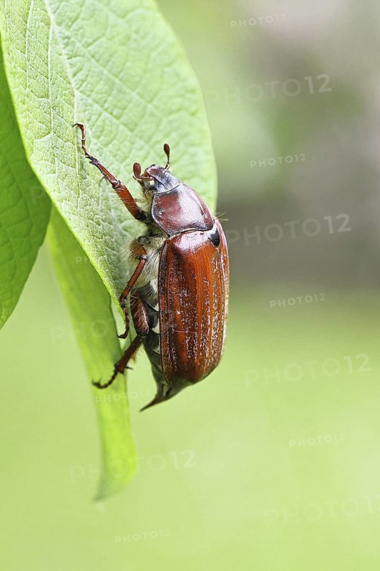 May beetle, wood cockchafer (Melolontha hippocastani), female, on leaf of a willow (Salix caprea), close-up, Wilnsdorf, North Rhine-Westphalia, Germany