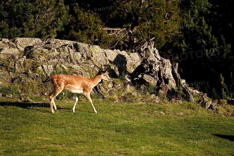 Fallow deer (Dama dama) in the AigÃ¼estortes i Estany de Sant Maurici National Park, Catalonia, Spain