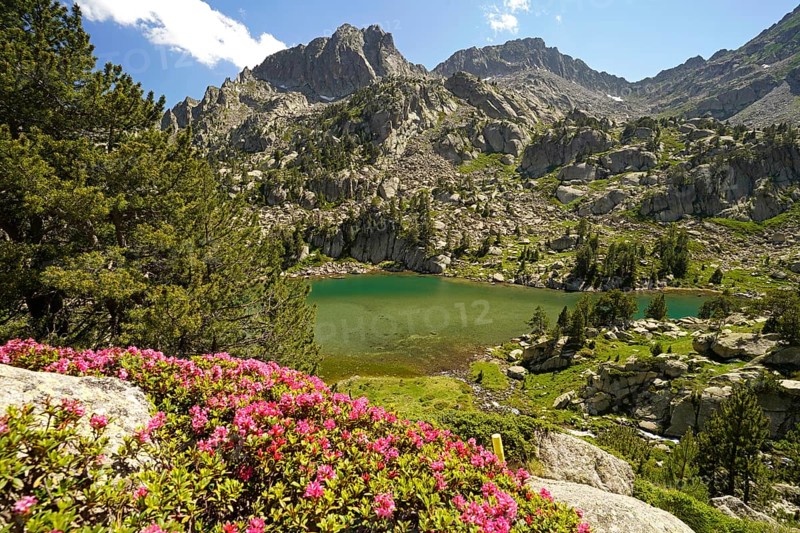 Azalea in bloom at the glacial lake Estany de les Obagues de Ratera or Lagunas Llosas in the AigÃ¼estortes i Estany de Sant Maurici National Park, Catalonia, Spain