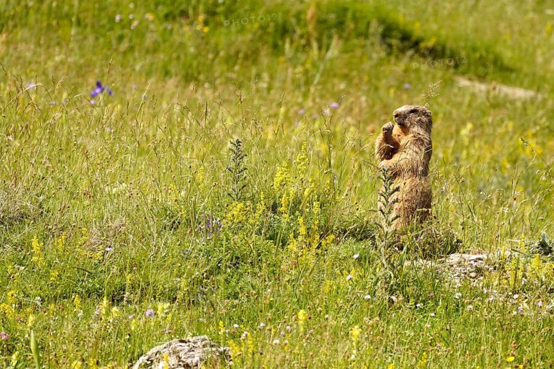 Marmot in the Valle de Otal near Torla-Ordesa, Spain