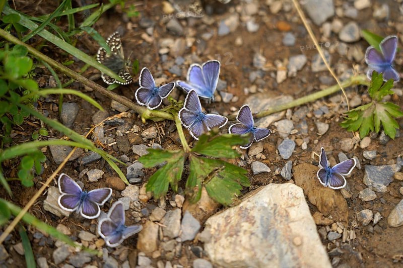 Blues in the Bujaruelo Valley or Valle de Bujaruelo near Torla-Ordesa, Spain