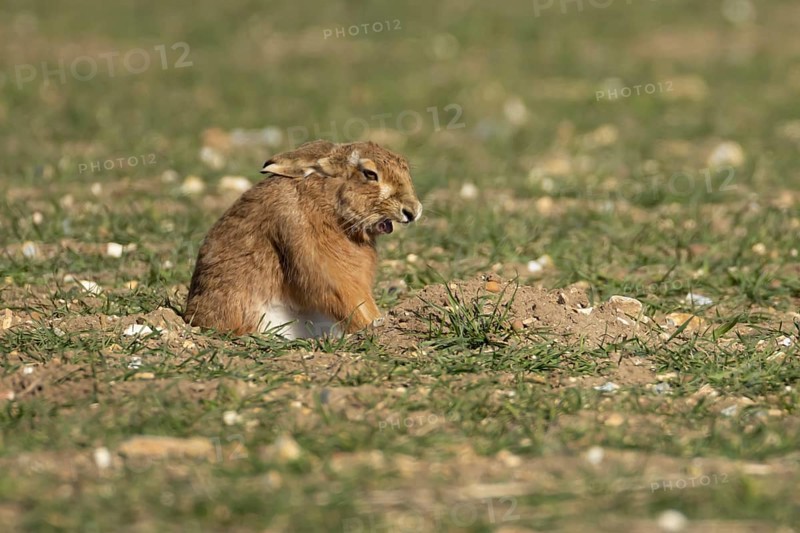 European brown hare (Lepus europaeus) adult animal yawning in a farmland field in springtime, England, United Kingdom