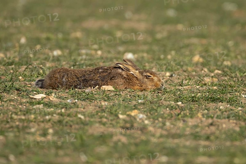 European brown hare (Lepus europaeus) adult animal sleeping in a farmland field in springtime, England, United Kingdom