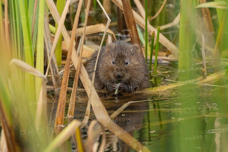 Water vole (Arvicola amphibius) adult animal feeding on a reed plant stem in a pond, England, United Kingdom