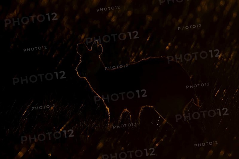 Chinese water deer (Hydropotes inermis) adult animal rim lit with backlighting at sunset standing in a field, England, United Kingdom