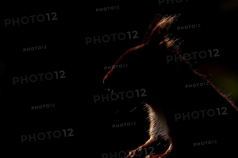 Red squirrel (Sciurus vulgaris) adult animal rim lit with backlighting head portrait, England, United Kingdom