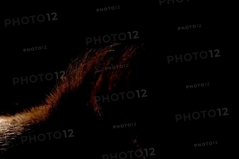 Red squirrel (Sciurus vulgaris) adult animal rim lit with backlighting close up of its ears, England, United Kingdom