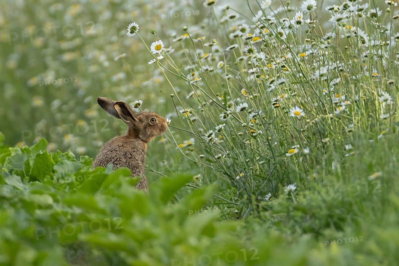 European brown hare (Lepus europaeus) adult animal on the edge of a farmland sugar beet field next to a wildflower margin with Oxeye daisy flowers, England, United Kingdom