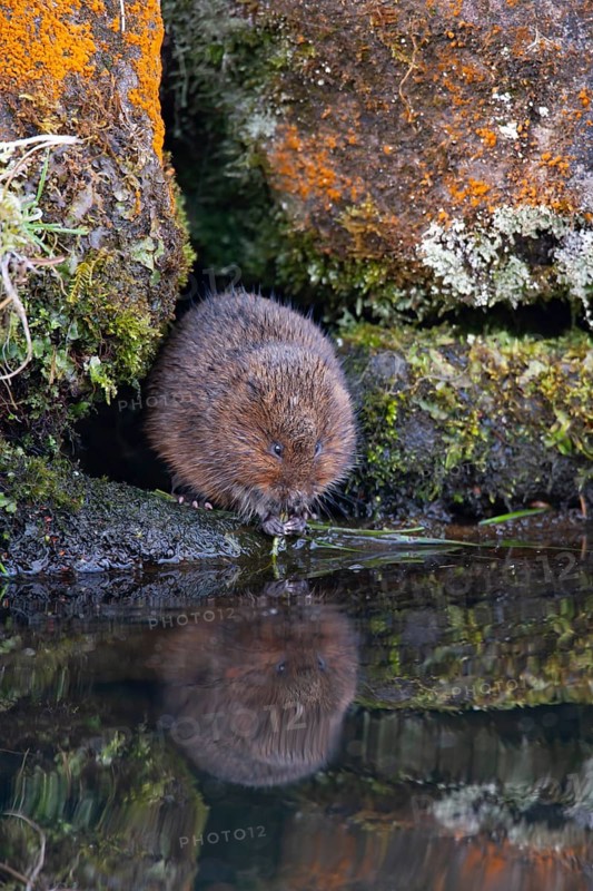 Water vole (Arvicola amphibius) adult animal feeding on a river bank, England, United Kingdom