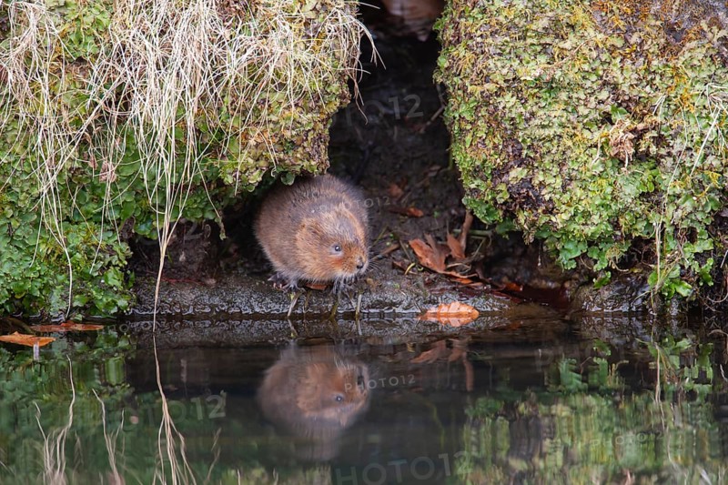 Water vole (Arvicola amphibius) adult animal emerging from a river bank, England, United Kingdom
