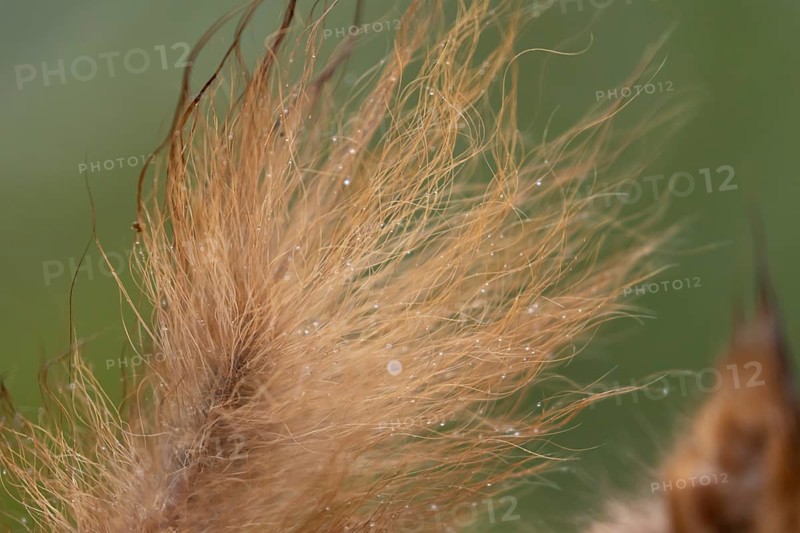 Red squirrel (Sciurus vulgaris) adult animal close up of its bushy tail, England, United Kingdom
