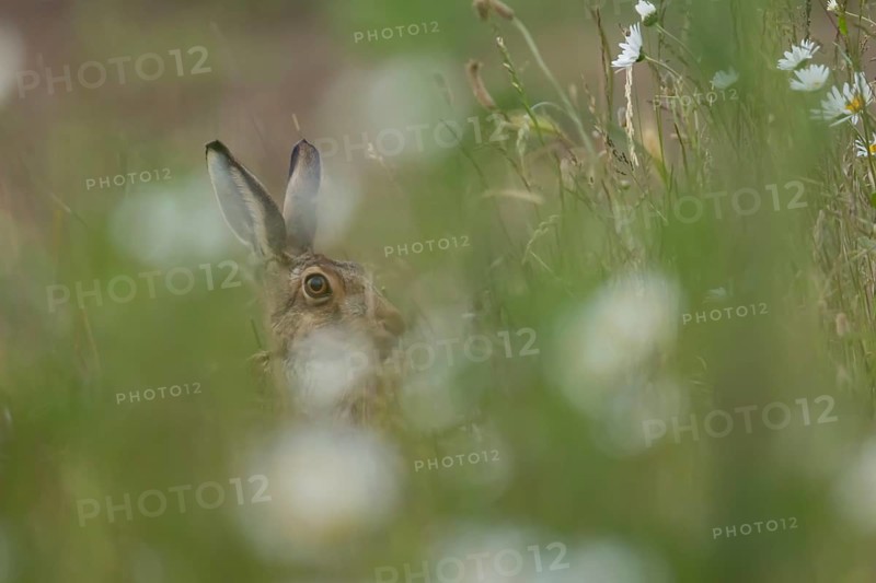 European brown hare (Lepus europaeus) adult animal in long grass with Oxeye daisy flowers in summer, England, United Kingdom