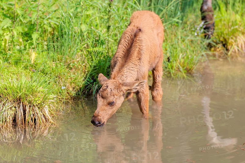 A Moose calf (Alces alces) stands in a shallow stream drinking