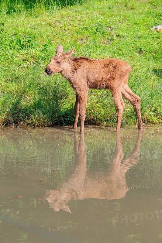 A moose calf (Alces alces) walks along the bank of a shallow stream on a sunny day in search of fresh food. Its reflection can be seen in the water