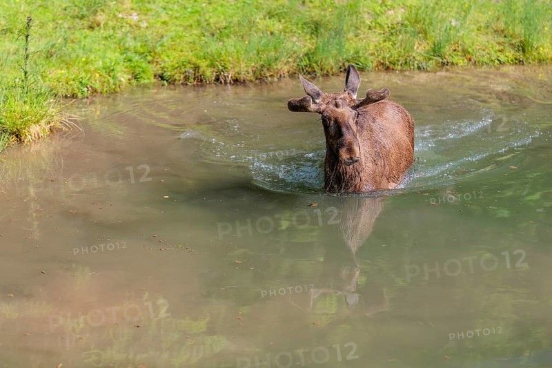 An aggressive bull moose (Alces alces) swims in a stream on a sunny day