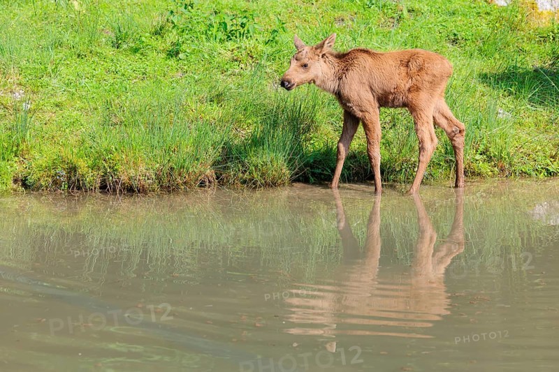 A moose calf (Alces alces) walks along the bank of a shallow stream on a sunny day in search of fresh food. Its reflection can be seen in the water