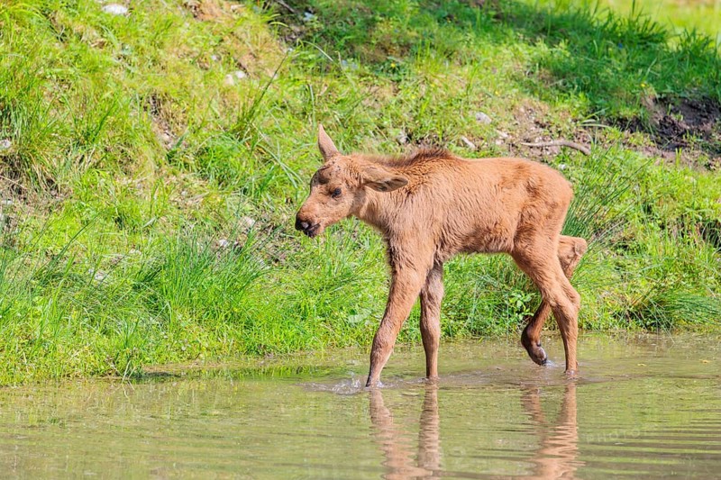 A Moose calf (Alces alces) walks in a shallow stream on a sunny day