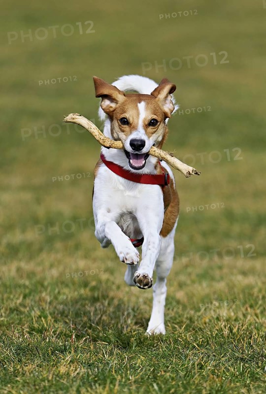 Beagle with branch in mouth jumps across meadow, Switzerland