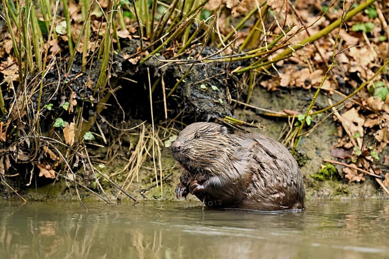 Eurasian beaver, European beaver (Castor fibre), sitting in water, Canton Zug, Switzerland