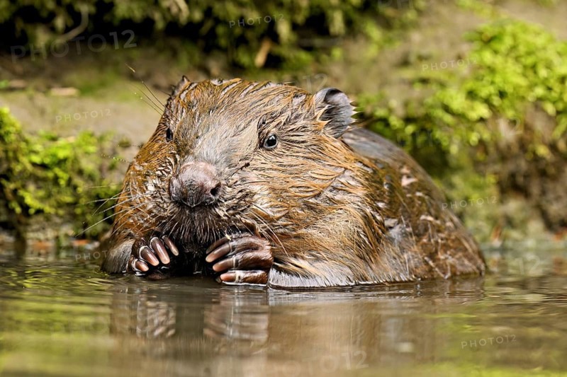 Eurasian beaver, European beaver (Castor fibre), feeding in the water, Canton Zug, Switzerland