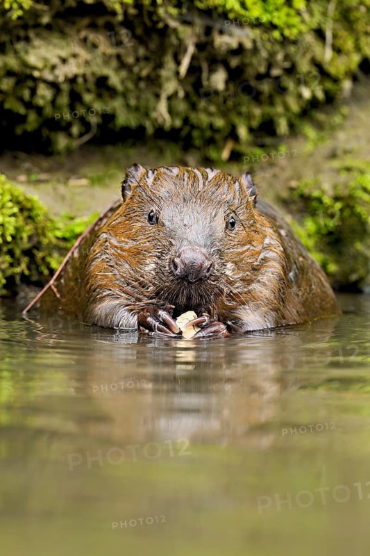 Eurasian beaver, European beaver (Castor fibre), eating an acorn in the water, Canton Zug, Switzerland