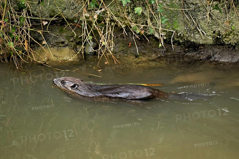 Eurasian beaver, European beaver (Castor fibre), swimming in a stream, Canton Zug, Switzerland