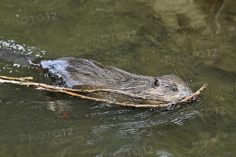 Eurasian beaver, European beaver (Castor fibre), swimming in a stream with a branch in its mouth, Canton Zug, Switzerland