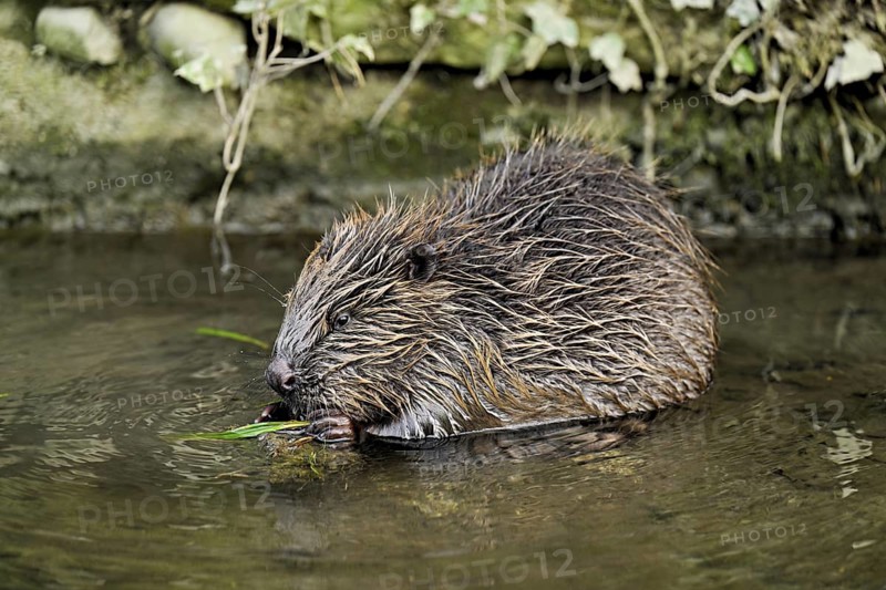 Eurasian beaver, European beaver (Castor fibre), eating grass in the water, Canton Zug, Switzerland