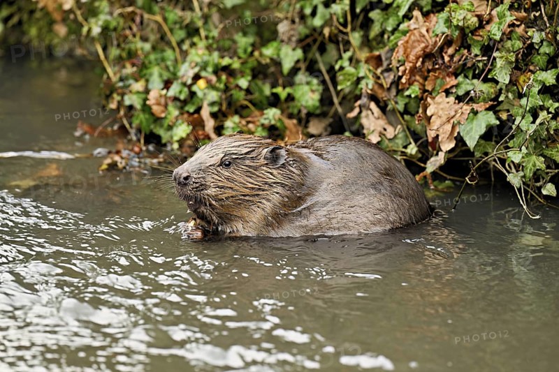 Eurasian beaver, European beaver (Castor fibre), eating an acorn in the water, Canton Zug, Switzerland