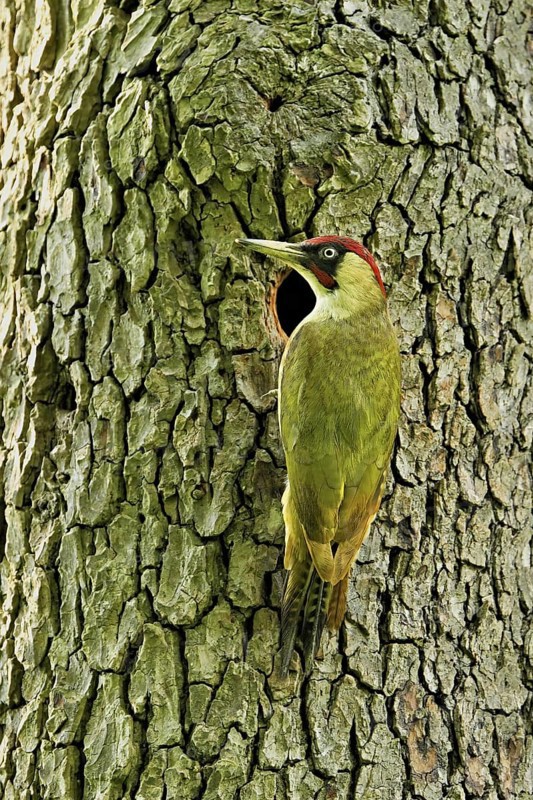 Green woodpecker (Picus viridis), male in front of his breeding cavity on a tree trunk, Canton Zug, Switzerland
