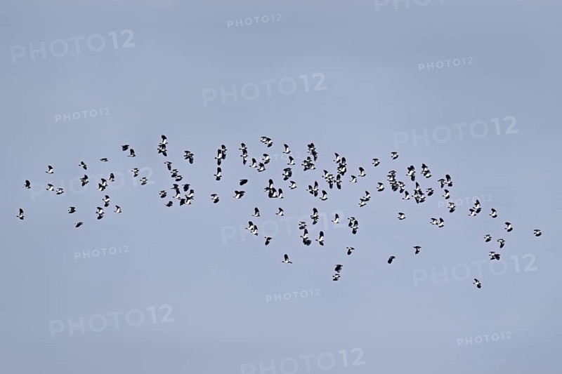 A group of lapwings (Vanellus vanellus) in flight, Flachsee, Canton Aargau, Switzerland