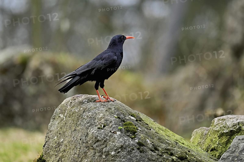 Chough (Pyrrhocorax pyrrhocorax), sitting on a rock, Switzerland