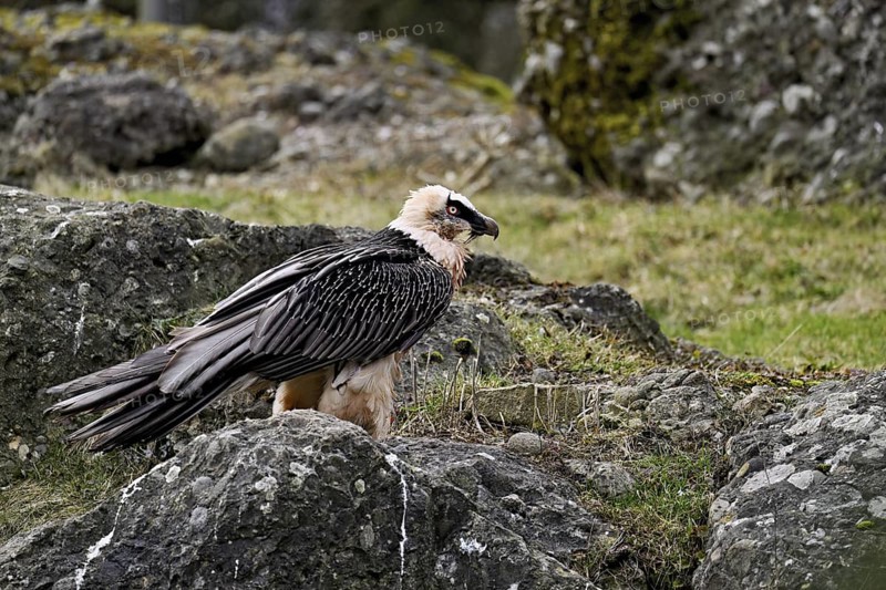 Bearded vulture or lammergeier (Gypaetus barbatus), standing on rock, captive, Canton Schwyz, Switzerland