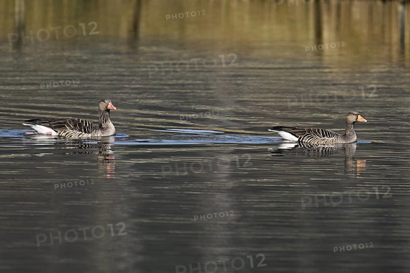 Two greylag geese (Anser anser), swimming on the Flachsee, Canton Aargau, Switzerland