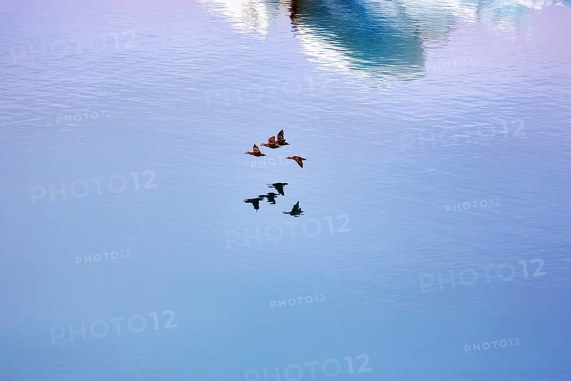Flock of birds flying over JökulsÃ¡rlÃ³n glacier lagoon, Jökulsarlon, glacial lake, HornafjörÃ°ur, Hornafjördur, south-east Iceland, Iceland