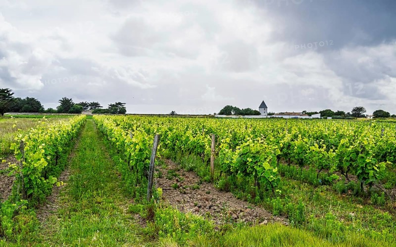 Fields ang Grape plantations, Saint-Clement-des-Baleines, Atlantic, France