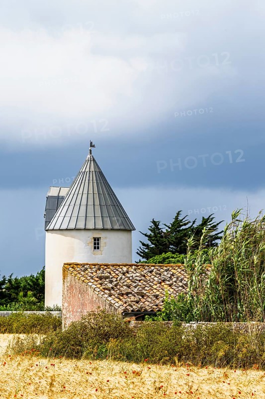 Fields ang Grape plantations, Saint-Clement-des-Baleines, Atlantic, France