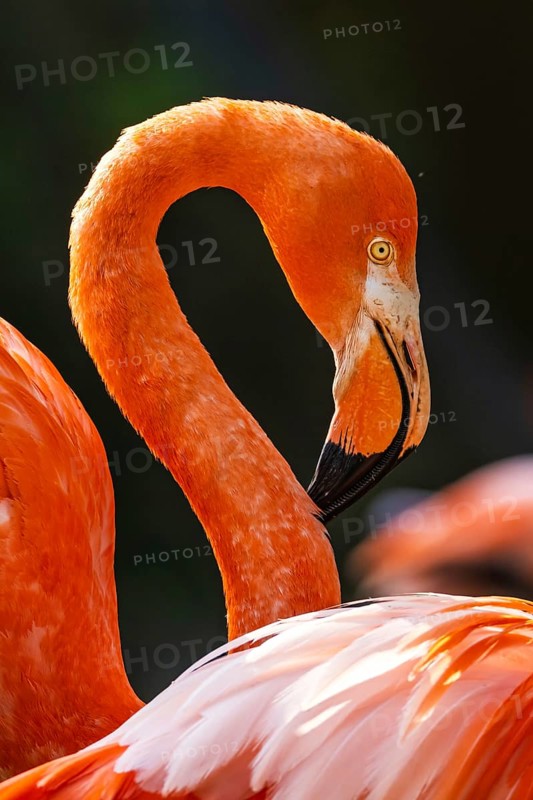 American flamingo, Phoenicopterus ruber, group of birds