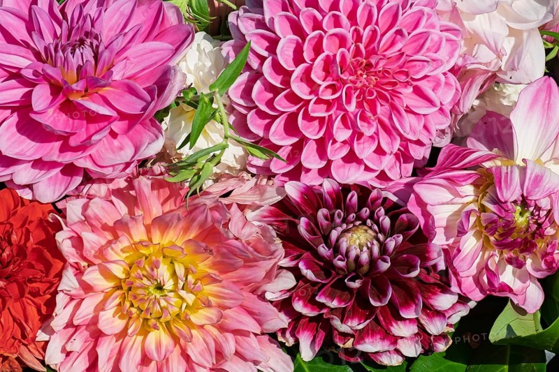 Colourful dahlia blossoms, Dahlia, MÃ¼nsterland, North Rhine-Westphalia, Germany