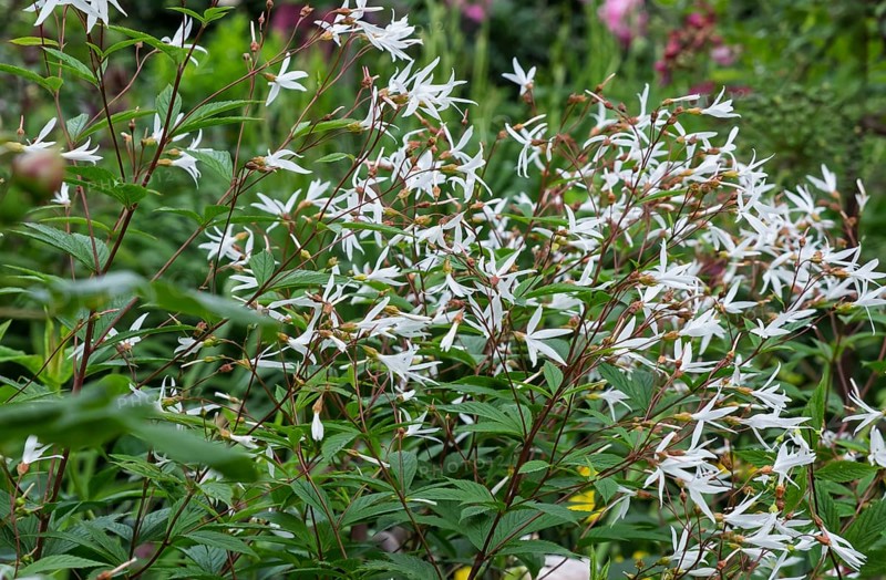 Gillenia trifoliata (Gillenia trifoliata), MÃ¼nsterland, North Rhine-Westphalia, Germany