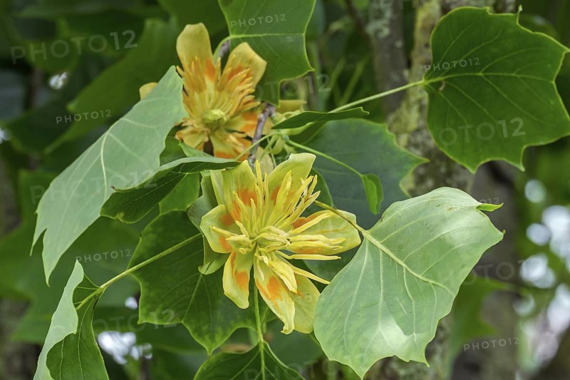 Blossom of the tulip tree (Liriodendron tulipifera), Netherlands