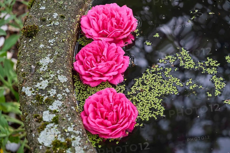 Rose blossoms floating in a pool of water, MÃ¼nsterland, North Rhine-Westphalia, Germany