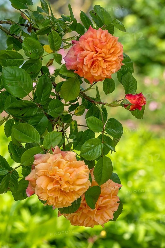 Rose (Rosa sp.), climbing rose in shades of red and yellow, Netherlands