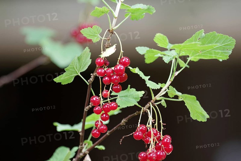 Redcurrant (Ribes rubrum), berries, fresh, the ripe fruits hang on the bush