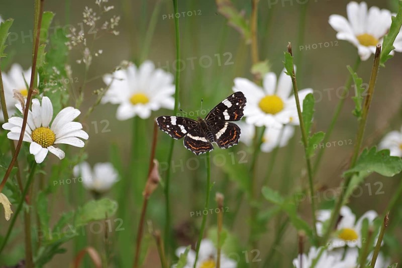 Land carat (Araschnia levana), summer generation, open wings, daisies, garden, flowering, The butterfly sucks nectar from the flowers of the white daisy