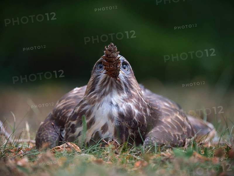 Buzzard playing with pine cones, Berlin, Germany