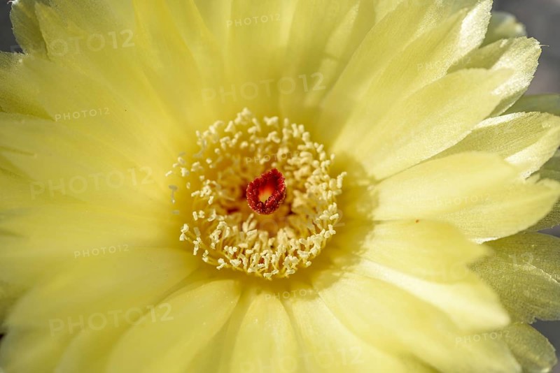 In a woestijnachtige omgeving bloeit een gele cactusbloem. The opvallende felrode stamper stands in the centre and merges into the zone light. Het is ochtend en de natuur lijkt levendig. Bas Rhin, Alsace, France